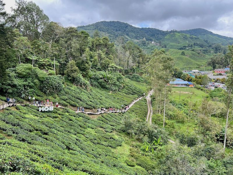 BOH Tea plantation