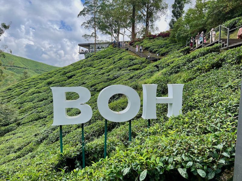 BOH Tea plantation